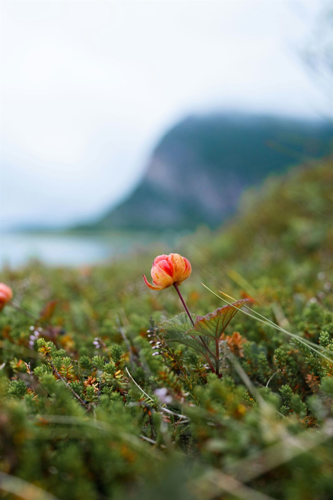 Umoden multe — fortsatt hard og rødlig. Vent til bæret er blautt og gyllent.